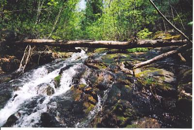 Cool Mountain Spring